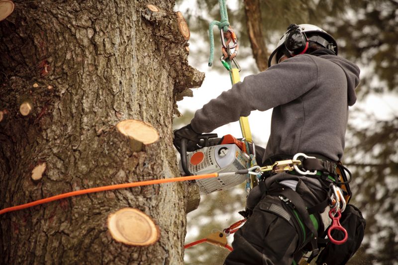 Tree Trimming Equipment in Action