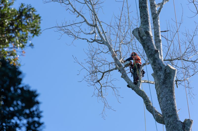 Pruning a Large Tree