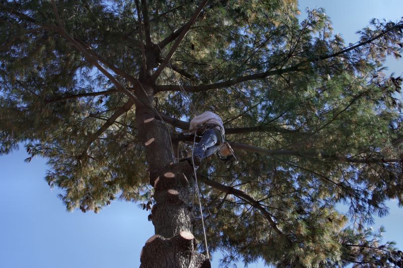Professional Tree Maintenance