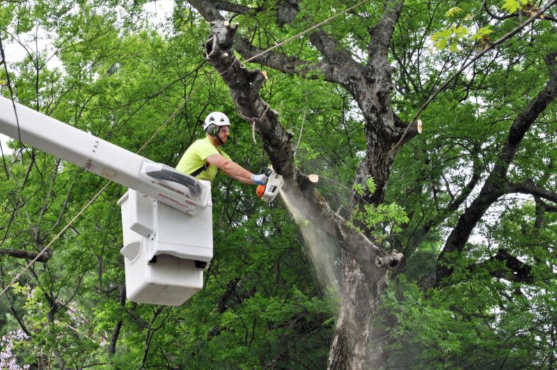 Safety Tree Trimming