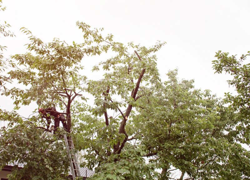 Healthy Tree Structure