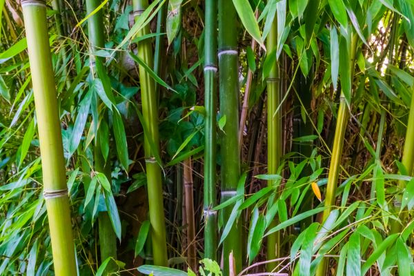 Bamboo Trimming in Ballwin