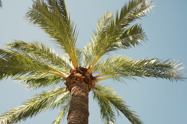 Palm Tree Pruning in Ballwin