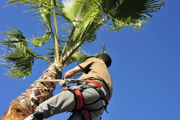 Palm Tree Trimming in Ballwin