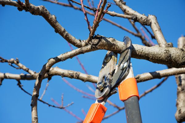 Residential Tree Service in Ballwin