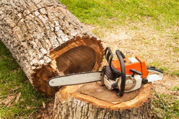 Tree Cutting Service in Ballwin