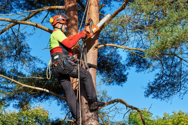 Tree Service in Ballwin
