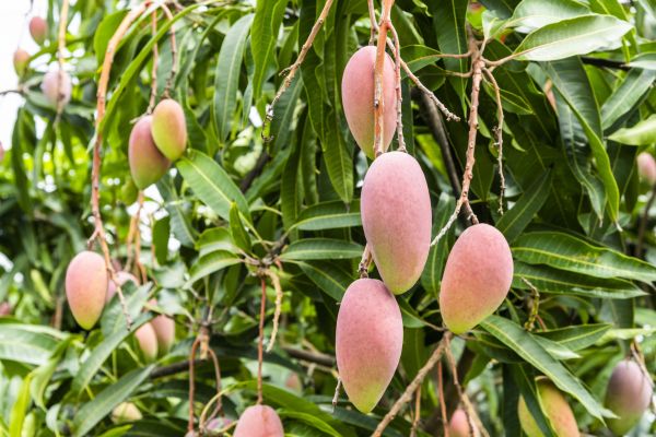 Mango Tree Trimming in Ballwin