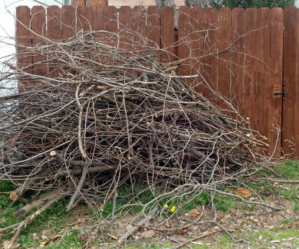 Dead Branch Removal in Ballwin