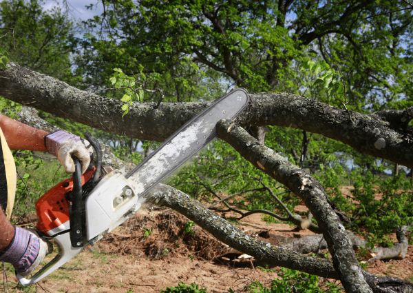 Tree Branch Cutting in Ballwin