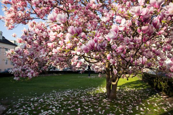 Ornamental Tree Pruning in Ballwin
