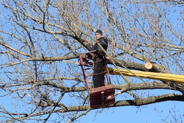 Emergency Tree Trimming in Ballwin