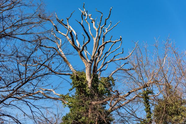Deadwood Removal in Ballwin