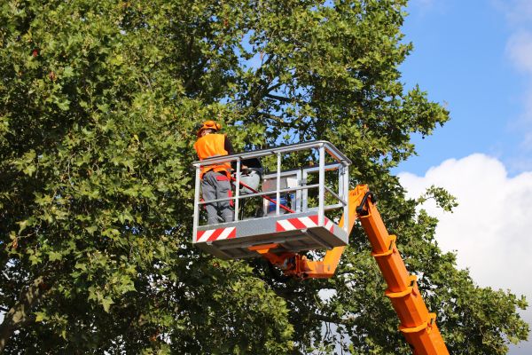 Commercial Tree Service in Ballwin