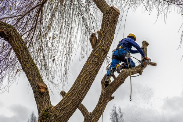 Tree Maintenance Service in Ballwin