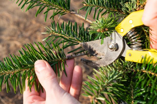 Pine Tree Pruning in Ballwin