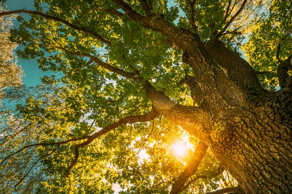 Oak Tree Pruning in Ballwin