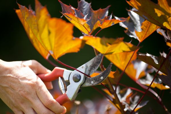 Maple Tree Pruning in Ballwin