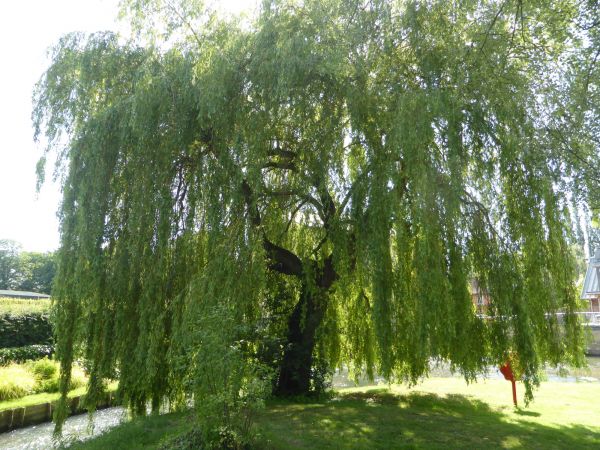 Willow Tree Trimming in Ballwin