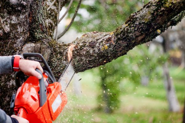 Tree Limbs Removal in Ballwin