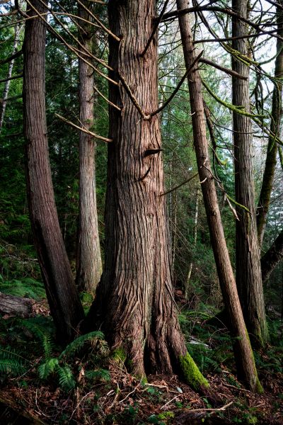 Cedar Tree Trimming in Ballwin