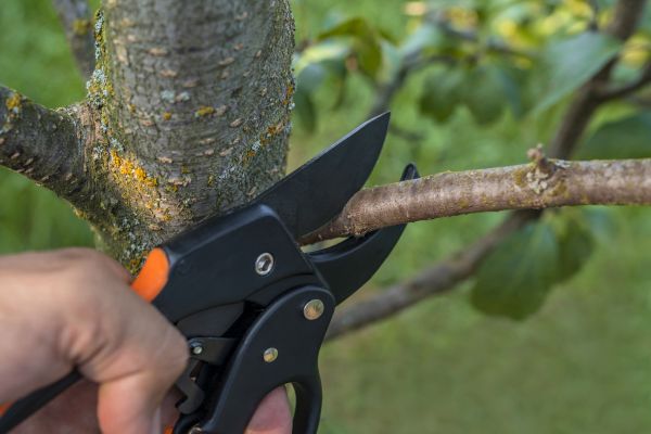 Tree Limb Cutting in Ballwin