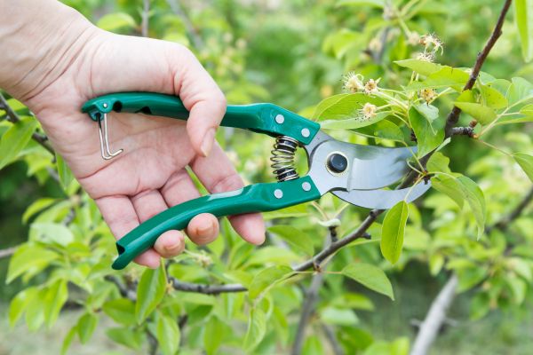 Pear Tree Pruning in Ballwin