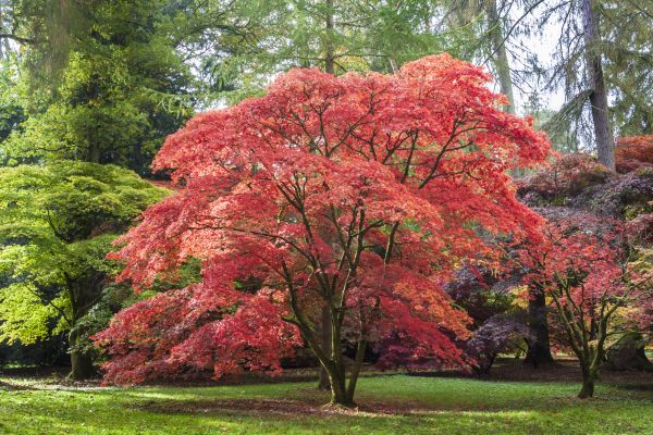 Japanese Maple Pruning in Ballwin