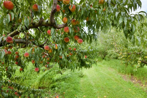 Peach Tree Pruning in Ballwin