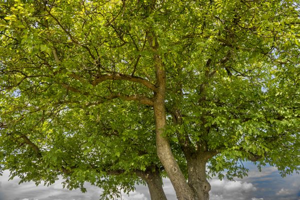 Walnut Tree Trimming in Ballwin