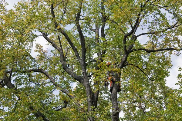 Tree Crown Shaping in Ballwin