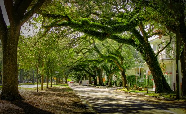 Tree Canopy Thinning in Ballwin