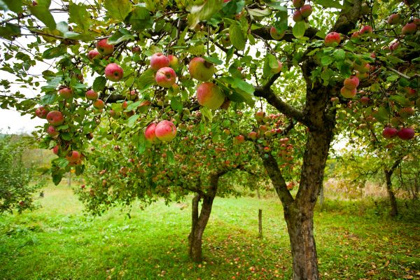 Apple Tree Pruning in Ballwin