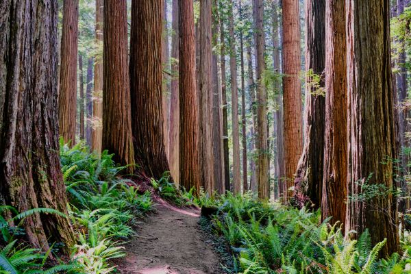 Redwood Tree Trimming in Ballwin