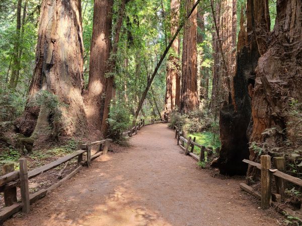 Redwood Tree Pruning in Ballwin