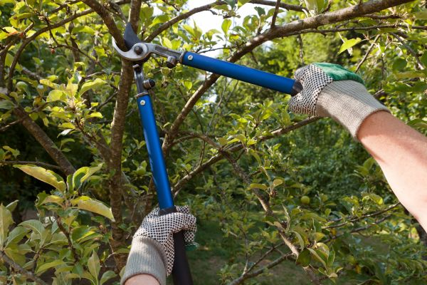 Residential Tree Pruning in Ballwin