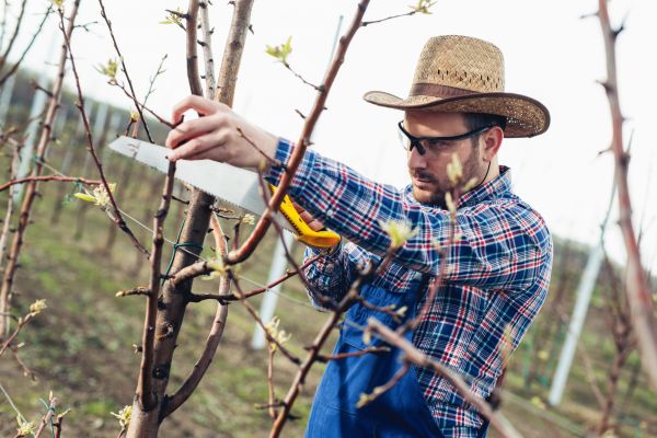 Orchard Tree Pruning in Ballwin