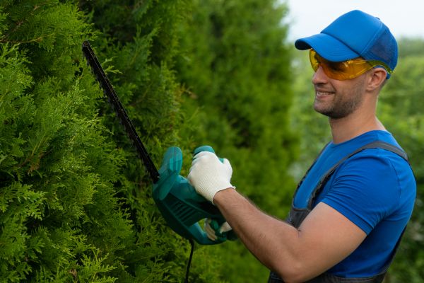 Tree Shaping Service in Ballwin