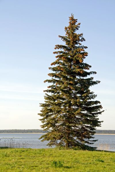 Spruce Tree Pruning in Ballwin