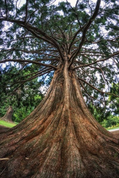 Cedar Tree Pruning in Ballwin