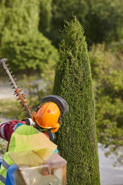 Cypress Tree Trimming in Ballwin