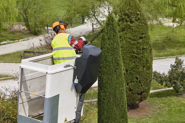 Cypress Tree Pruning in Ballwin