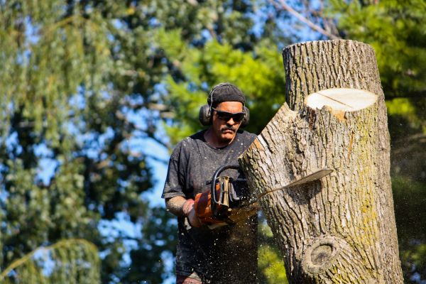 Ash Tree Pruning in Ballwin
