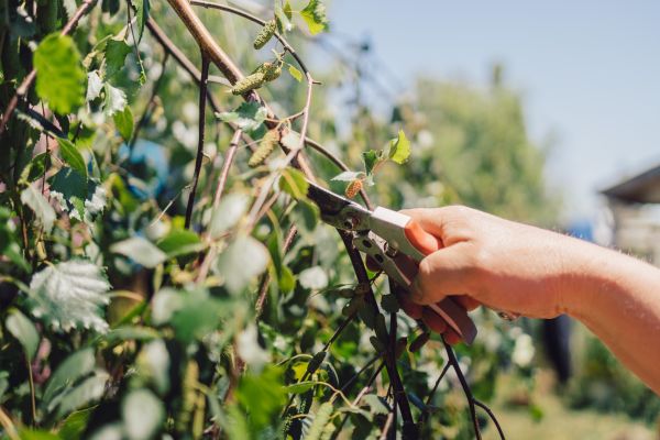 Birch Tree Pruning in Ballwin