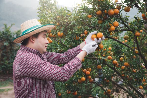 Orange Tree Pruning in Ballwin