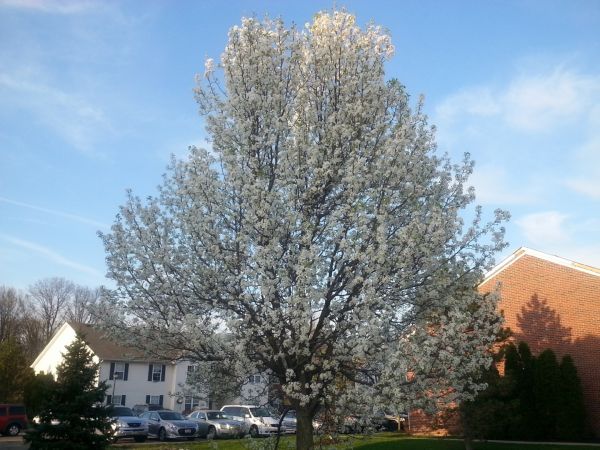 Bradford Pear Tree Pruning in Ballwin