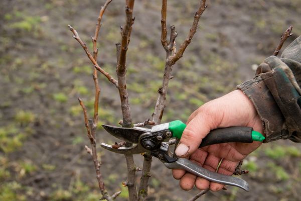 Pear Trees Pruning in Ballwin