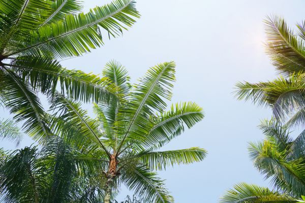 Queen Palm Tree Trimming in Ballwin
