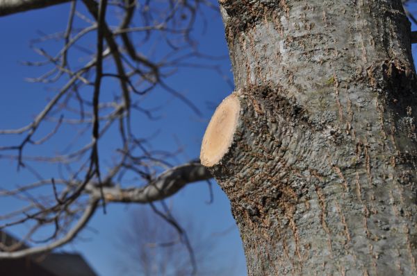 Limb Pruning in Ballwin