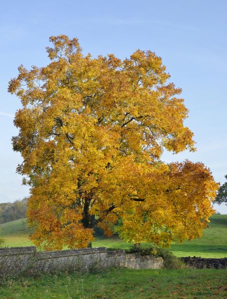Hickory Tree Trimming in Ballwin